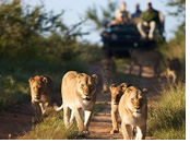 South Africa gay safari - Kapama Game Reserve