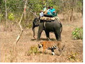 Kerala gay tour - Elephant safari