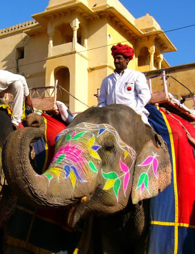 Jaipur elephant ride