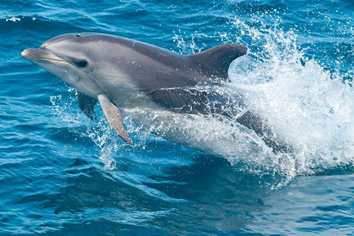 Gran Canaria gay holidays dolphin watch
