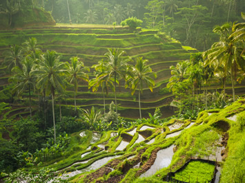Bali rice terraces