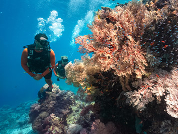 Komodo gay cruise - coral gardens