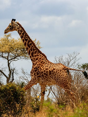 Kenya gay safari