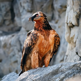 Mongolia eagle