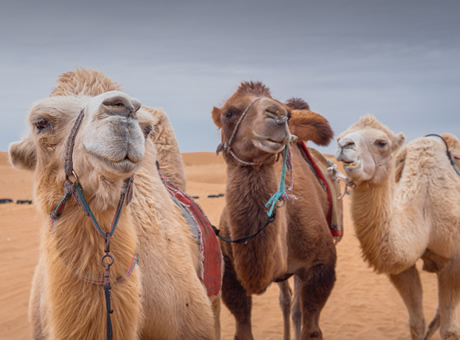 Mongolia gay tour