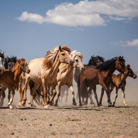 Mongolia horses