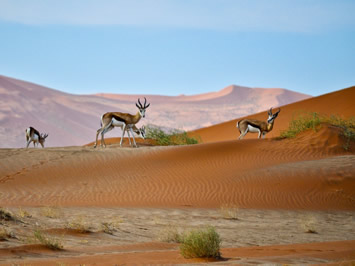 Namibia Desert gay tour