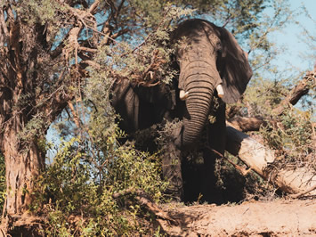 Namibia gay safari elephant