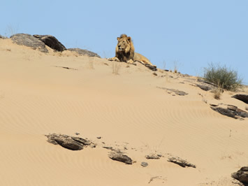 Namibia gay safri lion