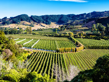Otago Wine Country, New Zealand gay tour