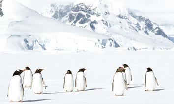 Antarctica gay adventure