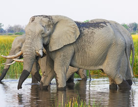 Botswana gay safari tour elephants