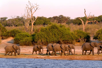 Botswana gay safari tour