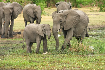 Botswana gay tour