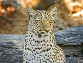 Botswana gay safari leopard