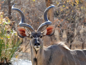 Botswana safari tour