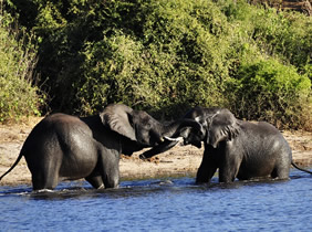 Chobe gay safari