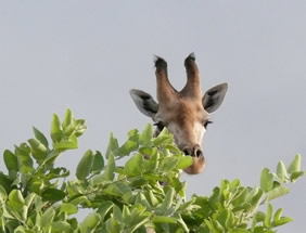 Gay Botswana tour