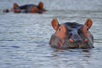 Botswana gay safari hippo