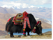 Tibet gay tour - Tibetan Yak