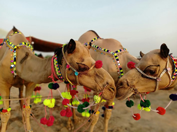 India gay Tour - Pushkar Camel Fair