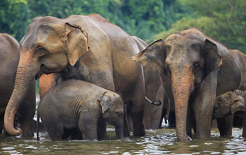 Sri Lanka elephants
