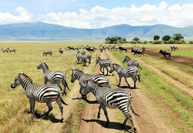 Gay Tanzania safari tour