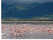 Tanzania gay safari - Lake Manyara National Park