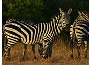 Tanzania gay safari