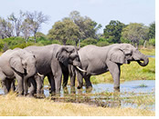 Tanzania gay safari elephants