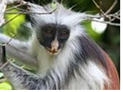 Colobus monkey Zanzibar