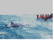 Zanzibar dolphon swim