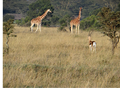 Ngorongoro gay safari