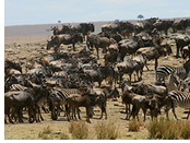 Serengeti gay safari tour