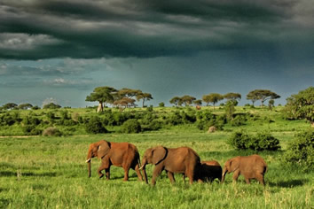 Gay African safari tour