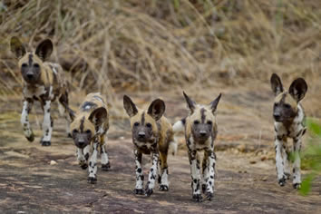 Selous Game Drive - wild dogs