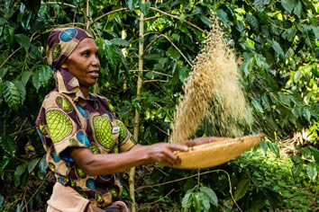 Tanzania coffee farm