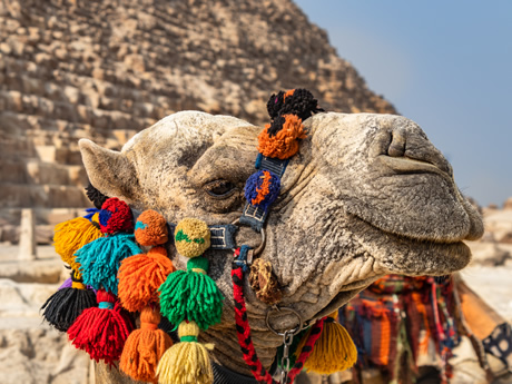 Zoom Egypt Luxury Gay Cruise