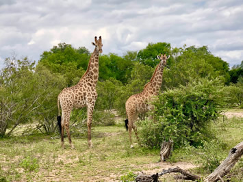 Kruger Park gay safari