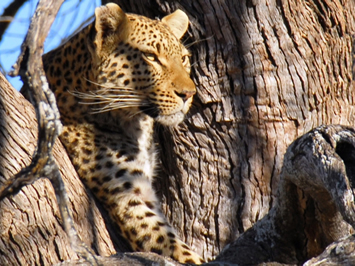 Kruger gay safari