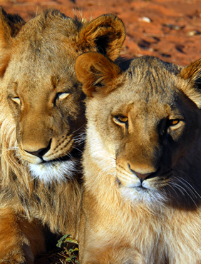 South Africa gay safari lions