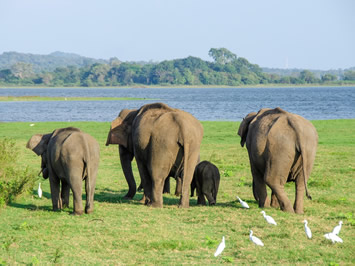 Sri Lanka gay tour - Minneriya National Park