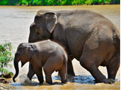 Laos gay tour - elephant sanctuary