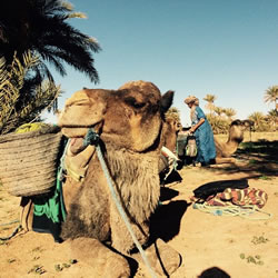Morocco gay tour - camel
