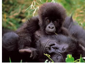 Rwanda gay safari - Gorilla Experience
