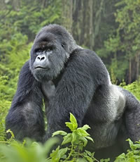 Rwanda Gorilla gay safari tour