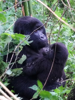 Rwanda Gorilla tour
