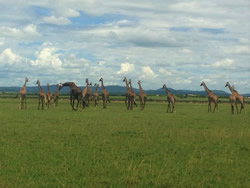 Kenya gay safari tour
