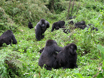 Rwanda gay safari - mountain gorillas