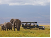 Amboseli National Park gay safari